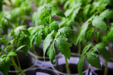 Genç domatesler saksıda ekilmeye hazır.