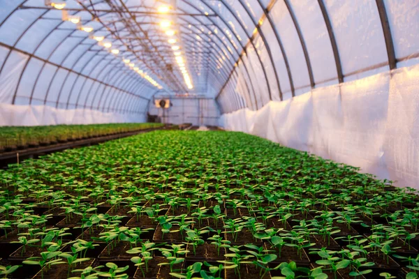 许多植物整齐地生长在一个大堆中的温室里 — 图库照片