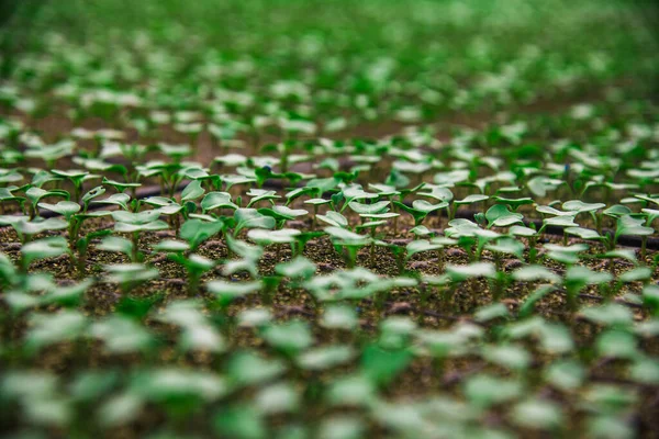 Bladeren Van Tomatenstruiken Die Groeien Een Grote Kas — Stockfoto