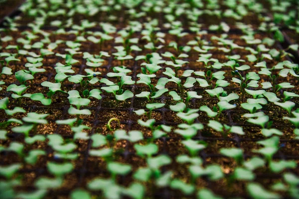 大きな温室で成長するトマトの茂みの葉 — ストック写真