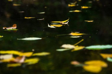 Sonbaharın gelmesiyle birlikte yapraklar ağaçlardan düştü ve suyun yüzeyinde yüzüyorlar.