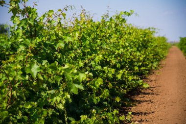 Güneşli bir yaz gününde rüzgarda hareket eden güzel yeşil üzüm bağları.