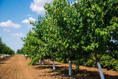 Genç yeşil meyve ağaçları rüzgarda sallanıyorlar. Genç bir elma, kiraz, erik ve kayısı ağaçları güneşli bir yaz gününde bahçede.