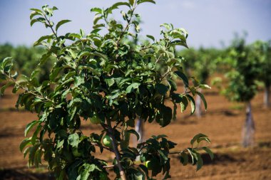 Genç yeşil meyve ağaçları rüzgarda sallanıyorlar. Genç bir elma, kiraz, erik ve kayısı ağaçları güneşli bir yaz gününde bahçede.