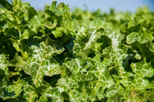 Medicinal plant Milk thistle (Silybum marianum) grows in an agricultural field. Spotted green and white leaves of the plant on a bright sunny summer day