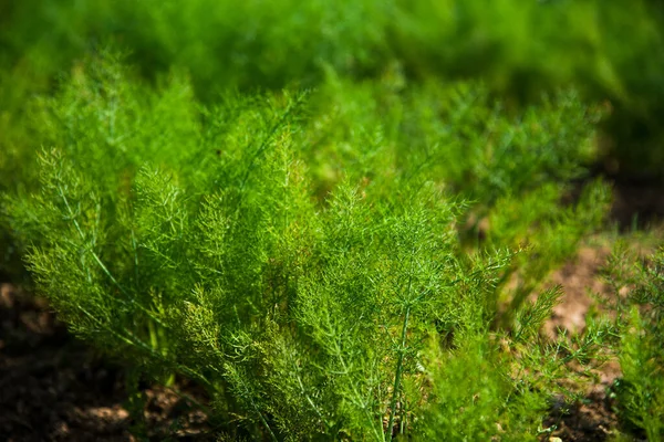 Heilpflanze Fenchel Foeniculum Vulgare Mill Wächst Einem Landwirtschaftlichen Feld Einem — Stockfoto