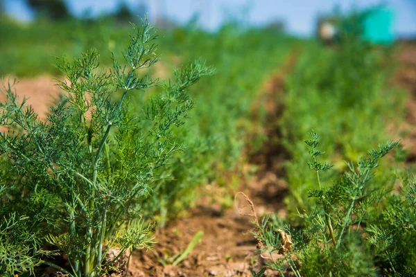 Pflanze Duftender Dill Anethum Graveolens Wächst Einem Sonnigen Sommertag Auf — Stockfoto