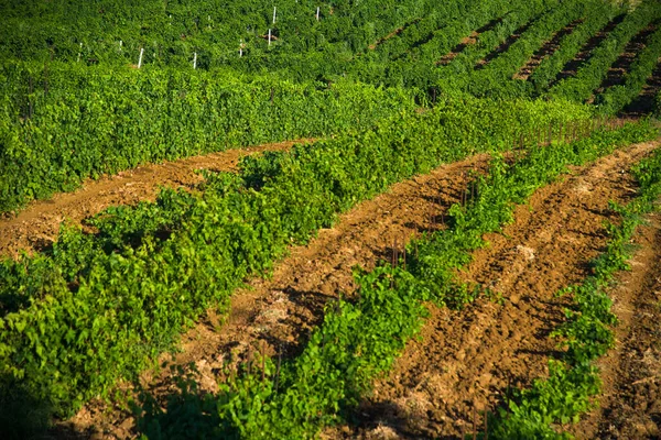 Rangées Vignes Vertes Saison Estivale Viticulture Industrie Agricole — Photo