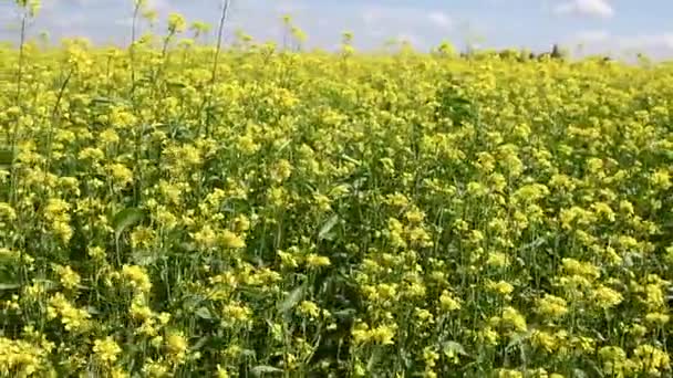 Musztarda Kwiat Pole Żółte Kolory Piękny Letni Dzień Niebieskim Niebem — Wideo stockowe