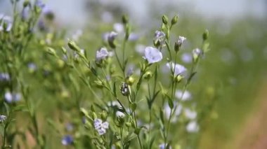 İlaç bitkisi Flax (Linum Usitatissimum), güneşli bir yaz gününde tarım alanında yetişir.