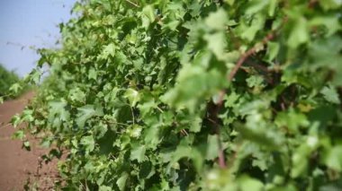 Güneşli bir yaz gününde rüzgarda hareket eden güzel yeşil üzüm bağları.