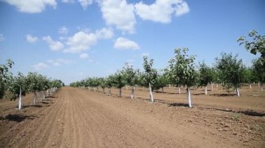 Genç yeşil meyve ağaçları rüzgarda sallanıyorlar. Genç bir elma, kiraz, erik ve kayısı ağaçları güneşli bir yaz gününde bahçede.