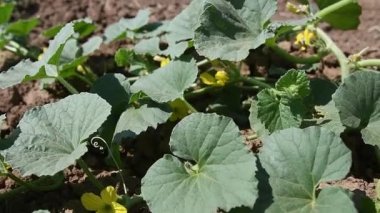 Baharda kocaman bir kavun tarlası, taze yeşil filizler ve karpuz çiçekleri. Yumuşak ve uzun sıra kavun çalıları