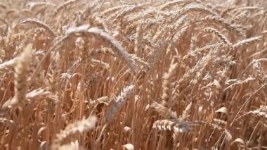 Buğday tarlası. Buğday kulakları yakında. Hasat ve hasat konsepti
