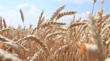 Buğday tarlası. Buğday kulakları yakında. Hasat ve hasat konsepti