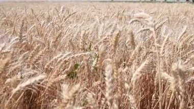 Buğday tarlası. Buğday kulakları yakında. Hasat ve hasat konsepti