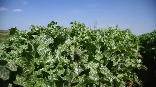 Planta Medicinal Cardo Leite Silybum Marianum Cresce Campo Agrícola Folhas — Vídeo de Stock