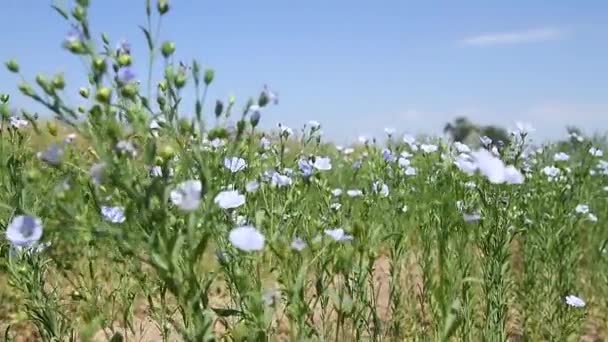 Medicinale Plant Vlas Linum Usitatissimum Groeit Een Landbouwgebied Een Heldere — Stockvideo