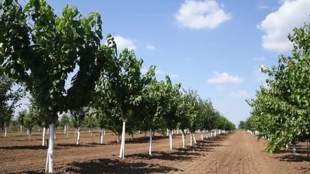 Lindas Fileiras Árvores Frutíferas Verdes Jovens Estão Balançando Vento Jovens — Vídeo de Stock