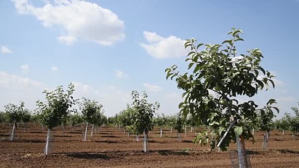 若い緑の果物の木の美しい行が風に揺れている 明るい晴れた夏の日に庭の若いリンゴ アプリコットの木 — ストック動画