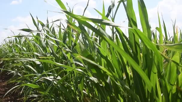 Campo Milho Plantas Milho Jovens Estão Balançando Vento Campo Dia — Vídeo de Stock