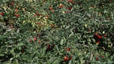 Tarlada domates yetiştiriyor. Çiftçi tarlasında yetişen taze kırmızı domatesler.