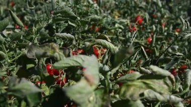 Tarlada domates yetiştiriyor. Çiftçi tarlasında yetişen taze kırmızı domatesler.