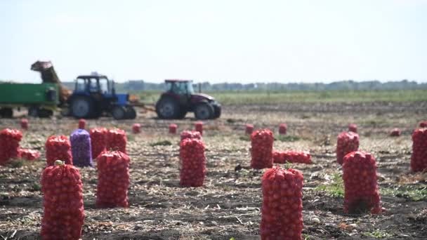 Colher Cebolas Cebolas Depois Colheita Bolsas Uma Linha Campo Agrícola — Vídeo de Stock