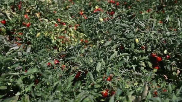 Growing Tomatoes Field Fresh Red Ripe Tomatoes Grown Bush Farmer — Stock Video