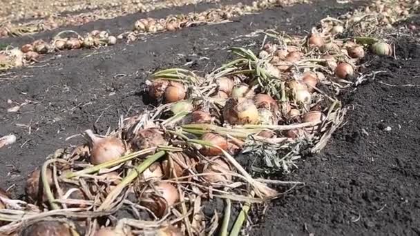 Zwiebeln Ernten Zwiebeln Auf Einem Landwirtschaftlichen Feld Einer Reihe Stehen — Stockvideo