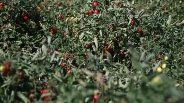 Tarlada domates yetiştiriyor. Çiftçi tarlasında yetişen taze kırmızı domatesler.