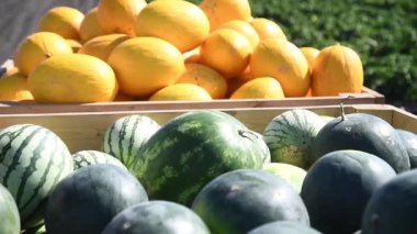 Taze olgun yeşil karpuzlar ve organik bir çiftlikte satılık ahşap bir kutuda sarı tatlı kavunlar. Çiftlikte zengin bir karpuz hasadı.