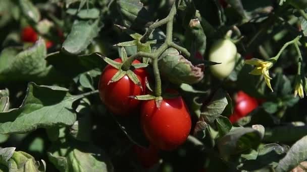 Paradicsomot Termesztek Mezőn Friss Piros Érett Paradicsom Termesztett Egy Bokor — Stock videók