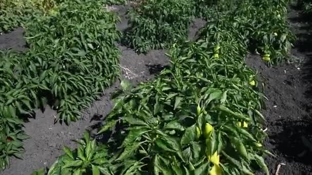 Cultivar Pimentos Fileiras Frescas Verdes Vermelhas Maduras Pimentas Amarelas Nos — Vídeo de Stock