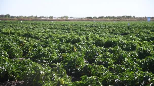 Cultivando Pimientos Filas Frescas Pimientos Rojos Verdes Amarillos Maduros Las — Vídeos de Stock