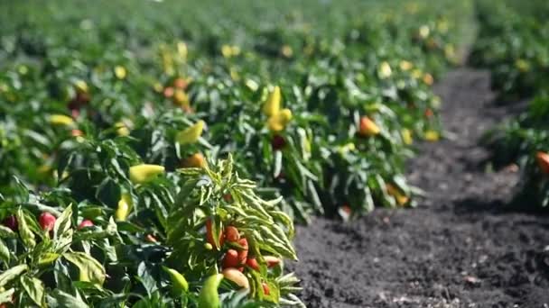 Pěstování Papriky Řádky Čerstvé Zralá Červená Zelená Žlutá Paprika Větvích — Stock video
