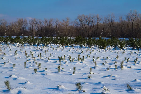 Sapins dans la neige hivernale — Photo