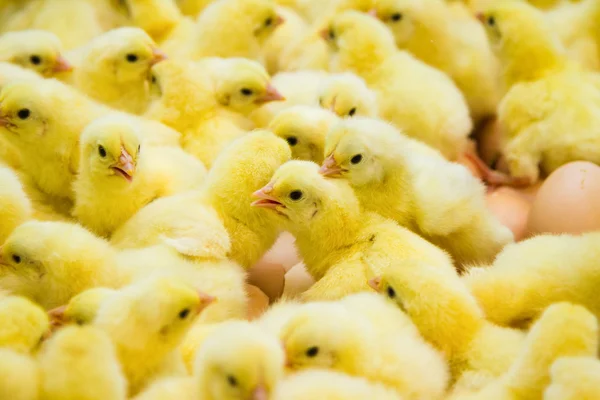 Newly hatched chicks — Stock Photo, Image