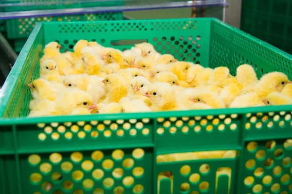 Newly hatched chicks — Stock Photo, Image