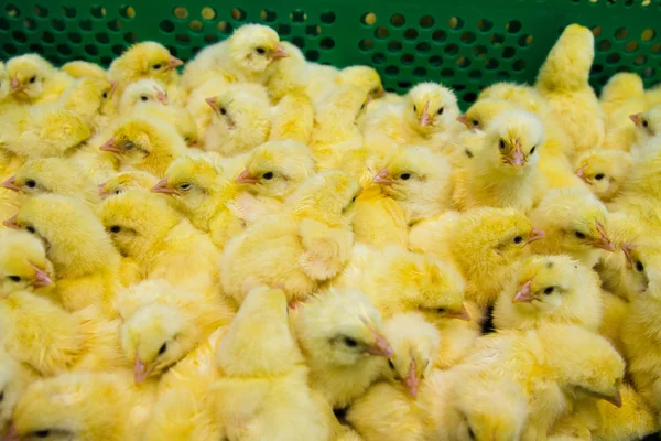 Nově vylíhnutých kuřat — Stock fotografie