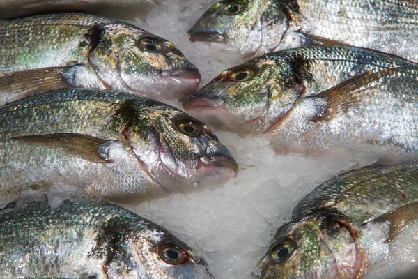 Goldkopf (Sparus aurata) auf Eis auf dem Fischmarkt — Stockfoto