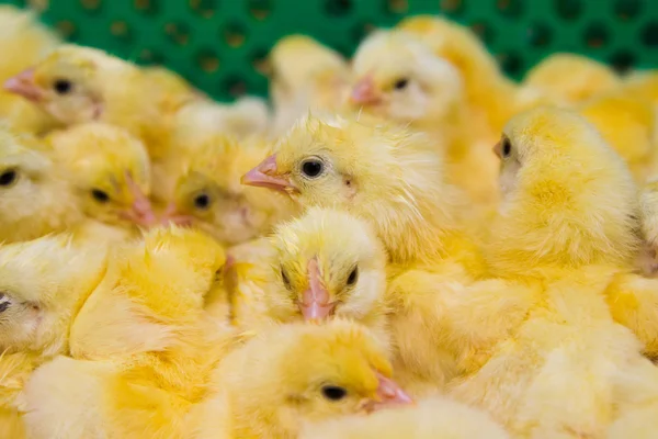 Nově vylíhnutých kuřat — Stock fotografie
