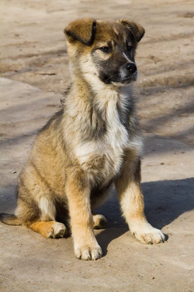 Portrait of puppy — Stock Photo, Image