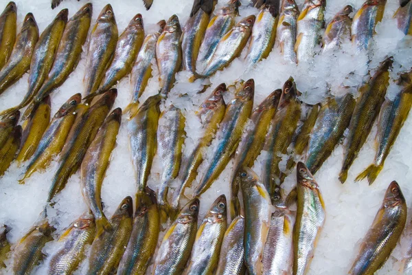 Poisson frais sur glace dans le marché aux poissons — Photo