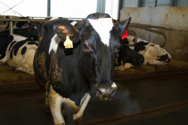 Holstein cows — Stock Photo, Image