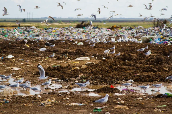 The dump — Stock Photo, Image