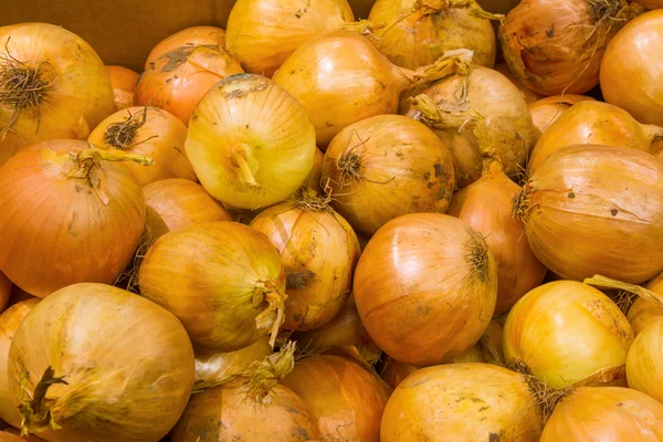 Fresh onion. Grocery store — Stock Photo, Image