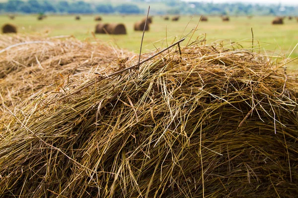 Hay harvesting — Stock Photo, Image