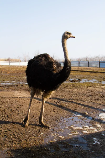 Ostrich farm — Stock Photo, Image