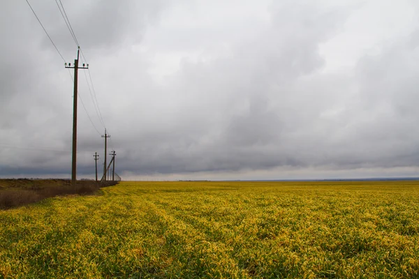 Trigo de inverno — Fotografia de Stock